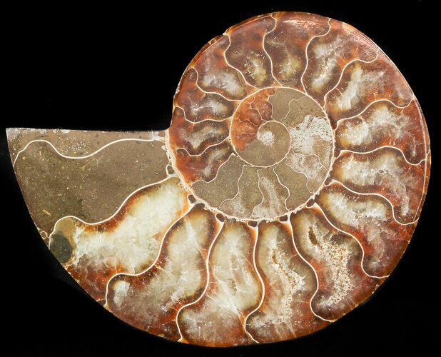 Agatized Ammonite Fossil (Half) #46527
